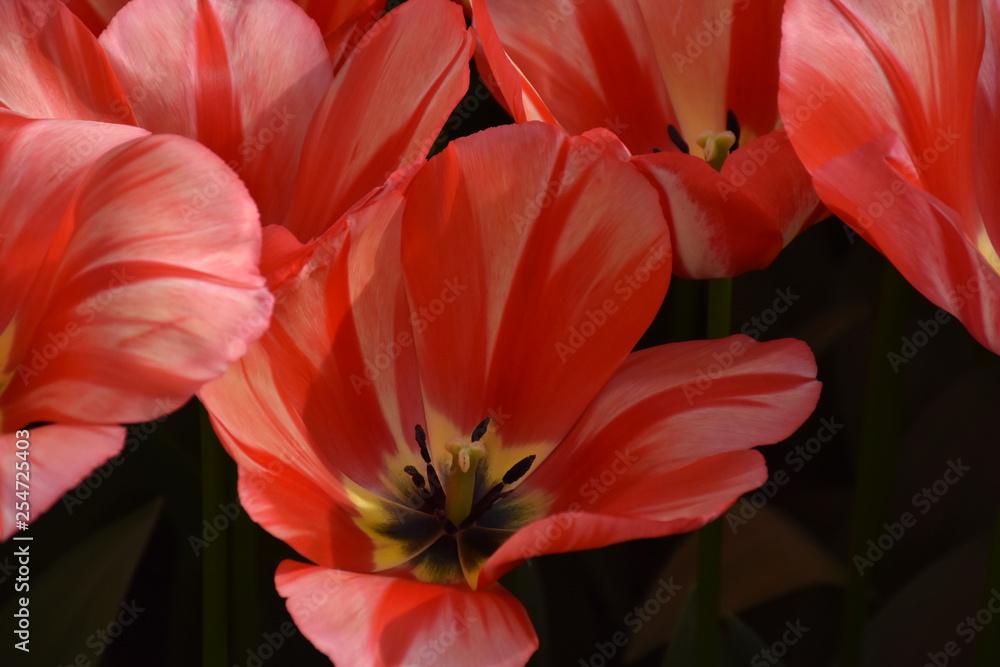 Tulpen sind Wunder der Natur in Frühlingszeit Amsterdam, Niederland Tulpen sind Wunder der Natur in Frühlingszeit Amsterdam, Niederland