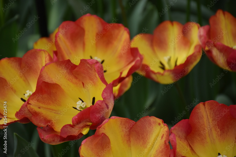 Tulpen sind Wunder der Natur in Frühlingszeit Amsterdam, Niederland Tulpen sind Wunder der Natur in Frühlingszeit Amsterdam, Niederland
