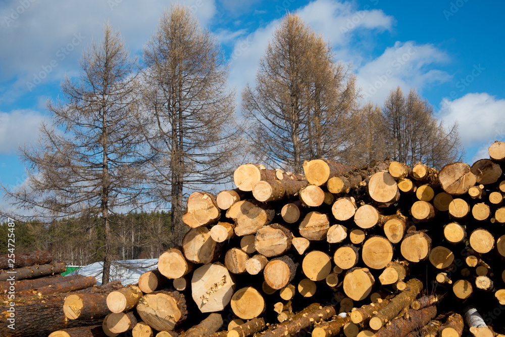 Stacked wood logs against blue sky - lumber or timber industry concept, sawn logs on a blue sky background Stacked wood logs against blue sky - lumber or timber industry concept, sawn logs on a blue sky background