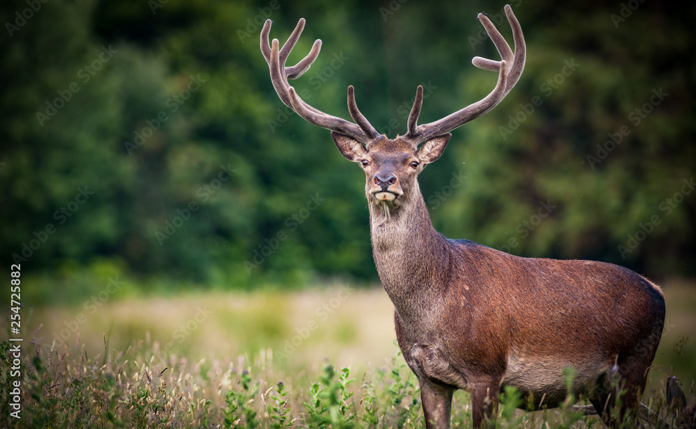 Large powerful Red deer stag in the tall grass of Killarney national park - obrazy, fototapety, plakaty 