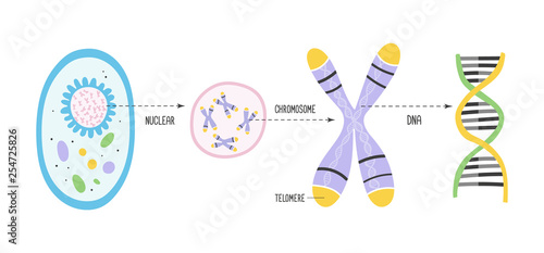 Vector Illustration showing the structure of chromosome and position of telomeres and DNA photo