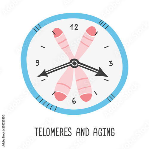 Telomeres and aging. Chromosome and DNA. Vector hand drawn illustration.