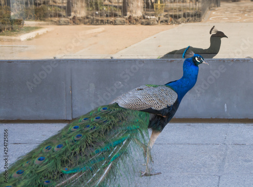 Foto El pavo real común o​ Pavo cristatus, refleja su sombra en un cristal, especie d