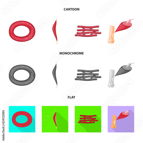 Vector illustration of fiber and muscular symbol. Set of fiber and body  stock symbol for web.