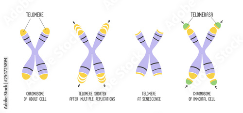Telomeres and enzyme telomerase. Chromosome structure. Educational scheme. Vector photo