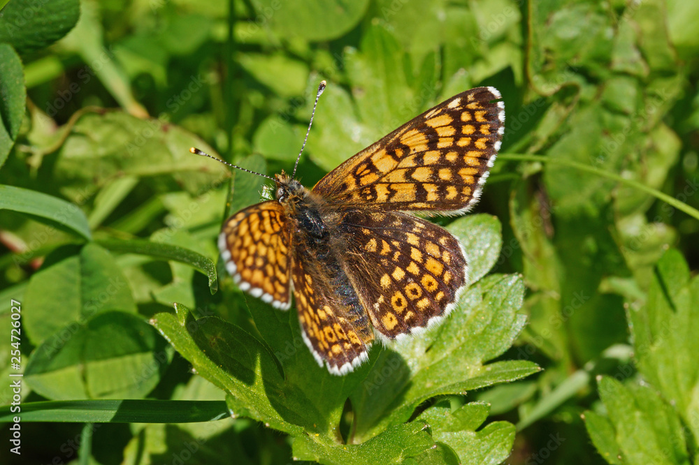Melitaea cinxia (LINNAEUS, 1758) Wegerich-Scheckenfalter DE, NRW, Lampertstal, Eifel 09.06.2016 Melitaea cinxia (LINNAEUS, 1758) Wegerich-Scheckenfalter DE, NRW, Lampertstal, Eifel 09.06.2016