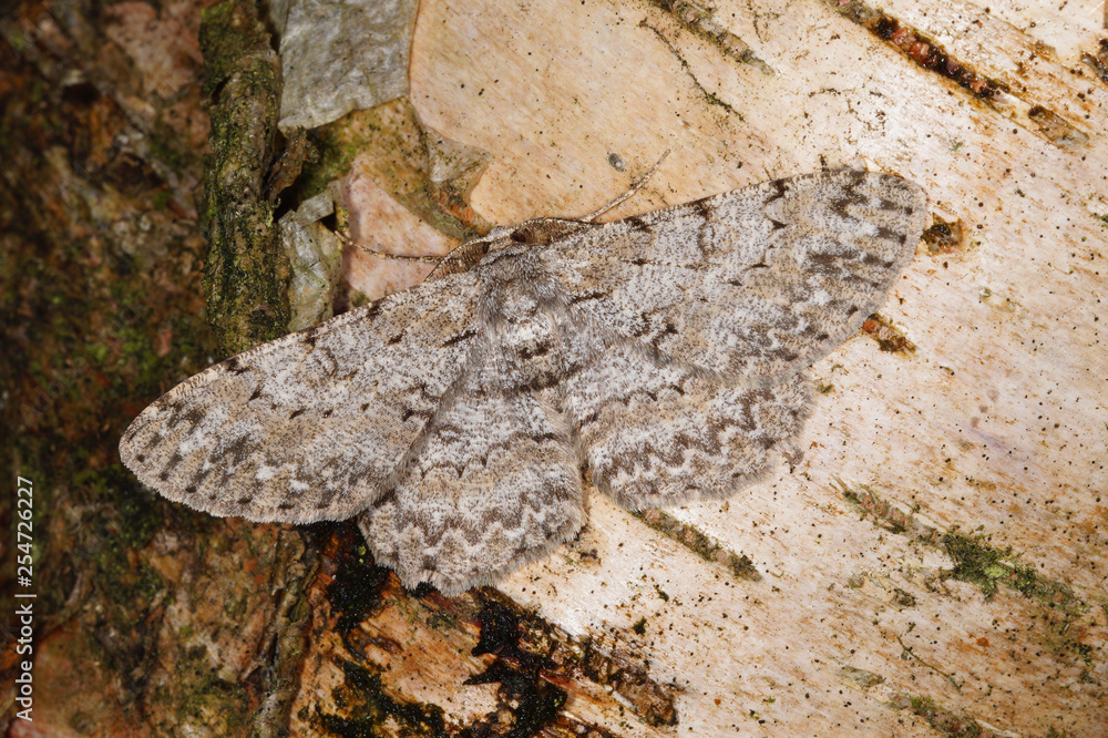 Obraz premium Hypomecis punctinalis (SCOPOLI, 1763) Aschgrauer Rindenspanner DE, NRW, Soligen, Ohligser Heide 18.06.2016