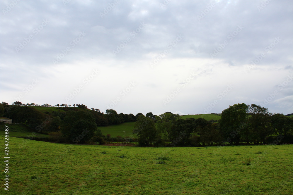 Fototapeta premium green field and blue sky