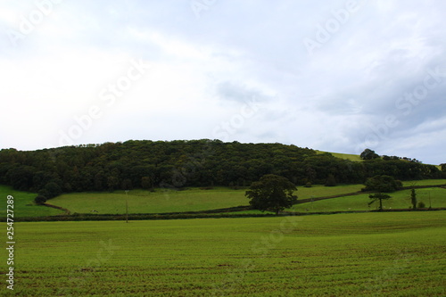 landscape with green field and trees