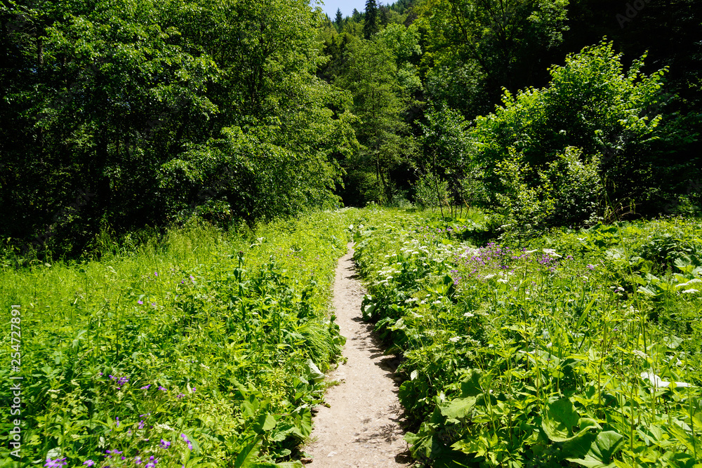 Naklejka premium path over meadow in black forest