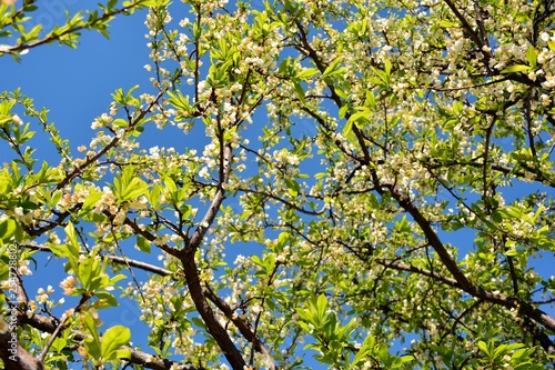 Árbol brotando en primavera