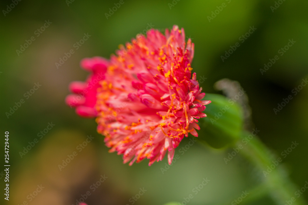 flor do mato rosa, amarelo e vermelha flor do mato rosa, amarelo e vermelha