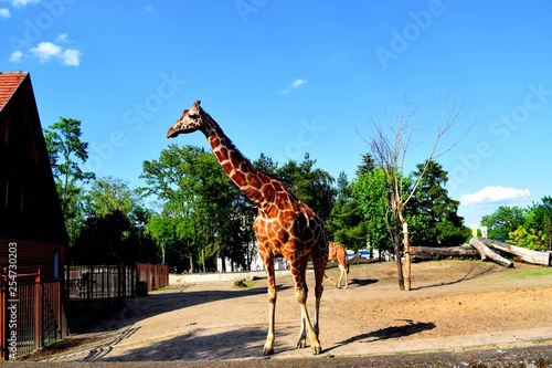 Valokuva The giraffe is a genus of African even-toed ungulate mammals, the tallest living terrestrial animals and the largest ruminants
