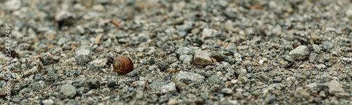 Snail shell on a stony road.