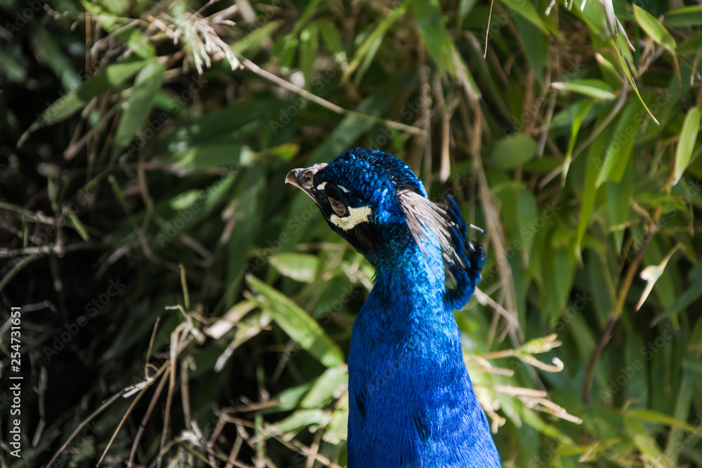El pavo real común o Pavo cristatus, especie de ave galliforme de la