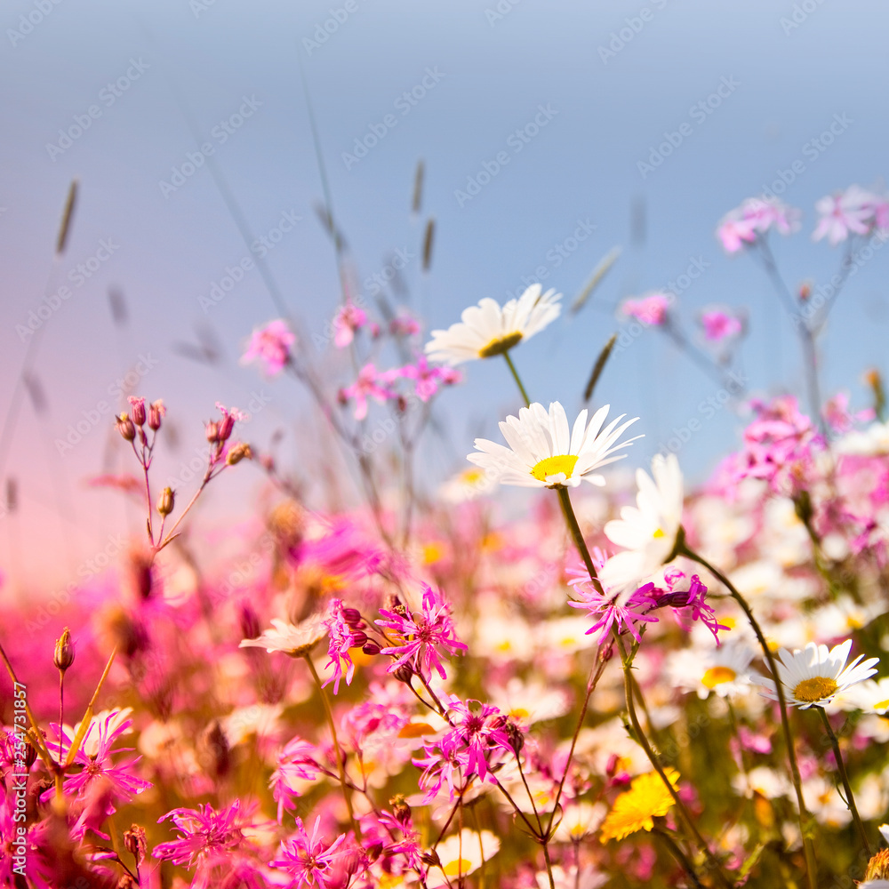 Fleurs de printemps au soleil dans les champs