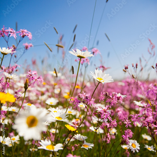 Fleurs de printemps au soleil