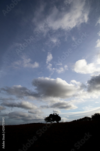Silhouetted windswept stunted tree on farm grassland field in rural Hampshire against a cloudy sky