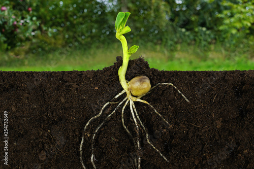 Canvas Growing sprout plant and roots under ground a garden.