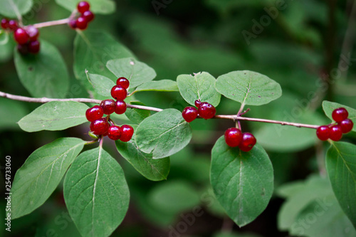 .berries of honeysuckle forest on a bush close-up. Horizontal image photo