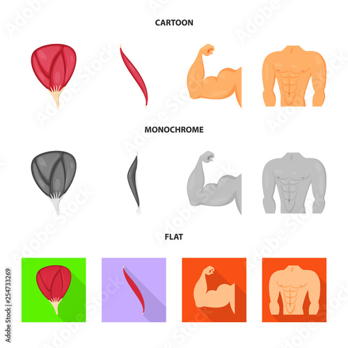 Isolated object of fiber and muscular sign. Collection of fiber and body  vector icon for stock.