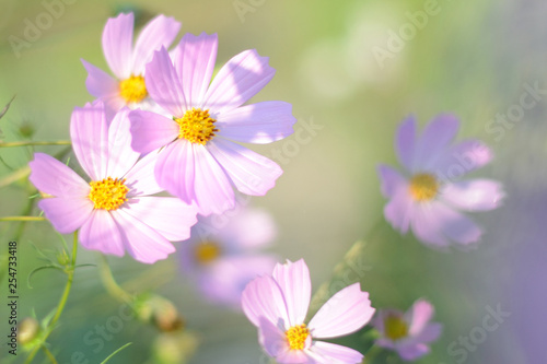 Soft focus spring and summer background. Pink flowers cosmos bloom in morning light. Field of cosmos flower in sunshine