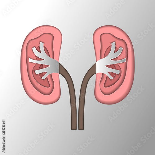 kidney disease paper cut style. Stones in the kidneys. Pyelonephritis. Urolithiasis disease