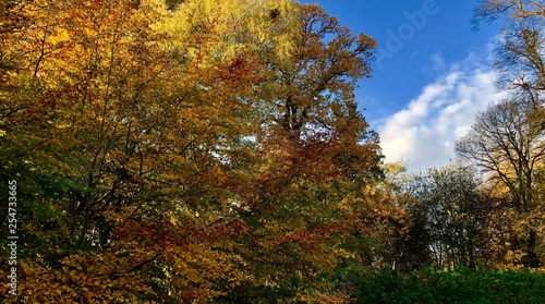 Fototapeta Naklejka Na Ścianę i Meble -  coloured leaves