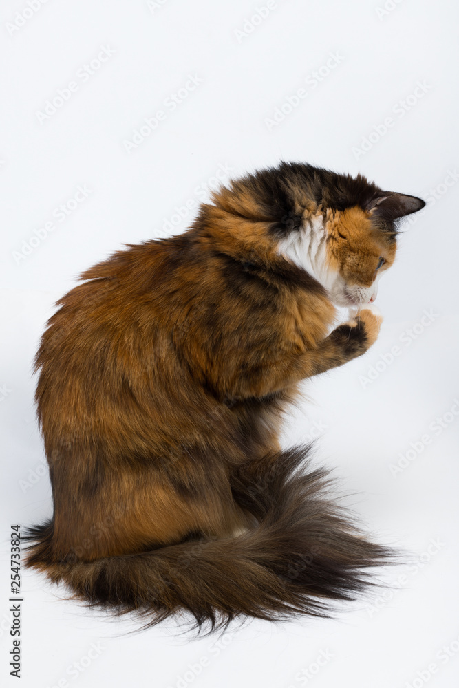 Obraz premium Multi-colored young cat on a white background, studio lighting