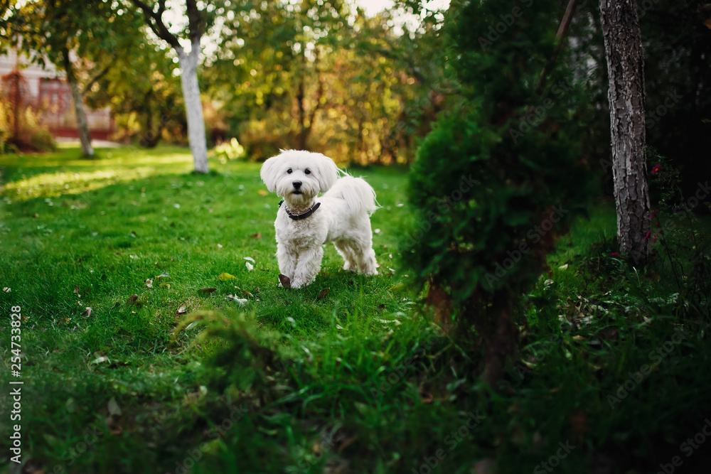 Fluffy Maltese mix on the grass. white dog playing in garden with green grass Fluffy Maltese mix on the grass. white dog playing in garden with green grass