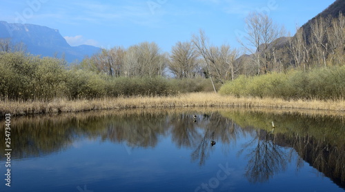 Biotop und Naturschutzgebiet - Teich mit Enten in Südtirol