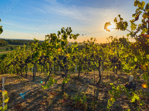 Weinberge in der Kraichgau Region, Deutschland