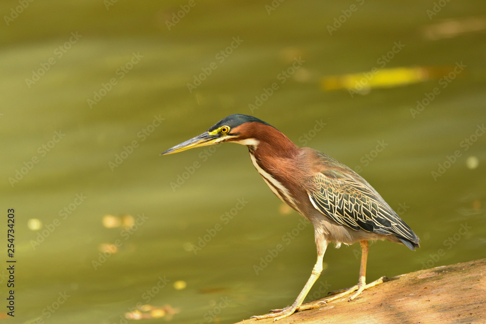 Grünreiher Grünreiher