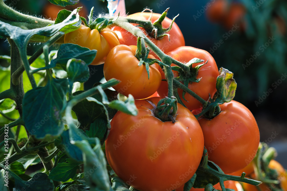 Large branch with medium-sized pink and red tomatoes. Summer harvest of vegetables. Illuminated by bright sunshine.