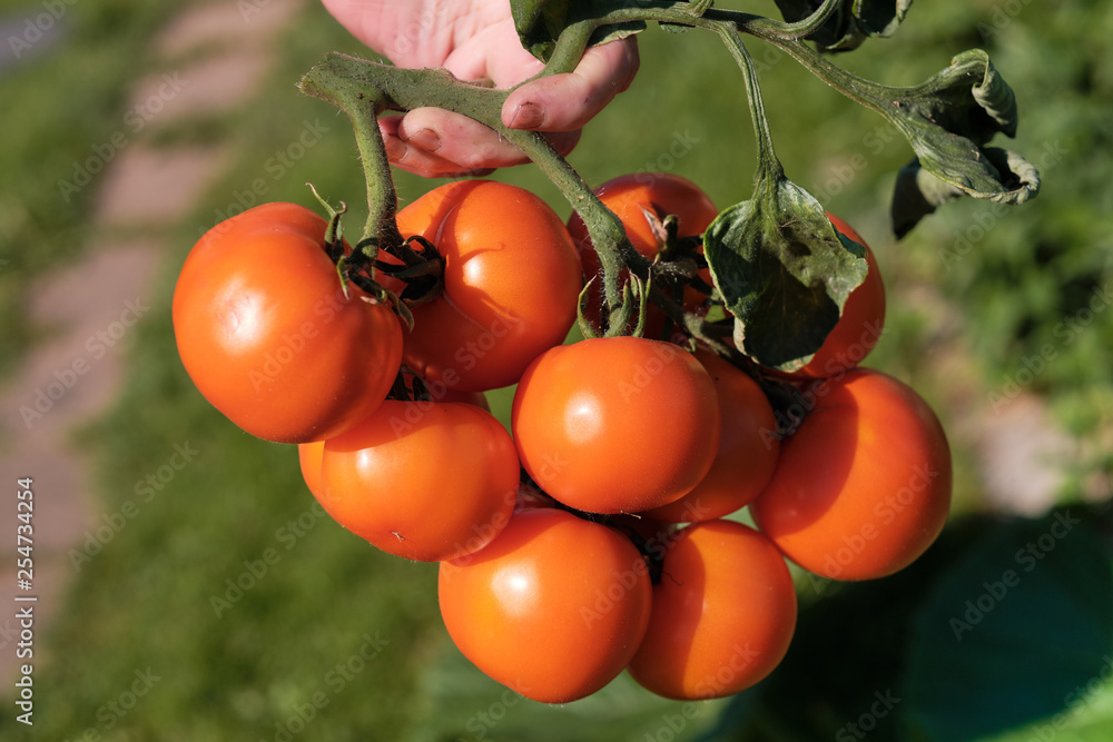 Large branch with medium-sized pink and red tomatoes. Summer harvest of vegetables. Illuminated by bright sunshine. Large branch with medium-sized pink and red tomatoes. Summer harvest of vegetables. Illuminated by bright sunshine.