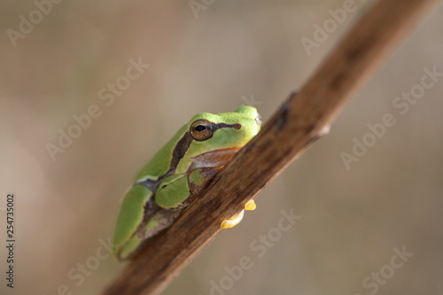 kleiner grüner Frosch auf einem Ast