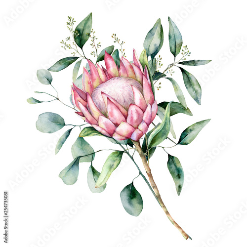 Watercolor protea bouquet with eucalyptus leaves. Hand painted pink flower with branch isolated on white background. Nature botanical illustration for design, print. Realistic delicate plant. photo