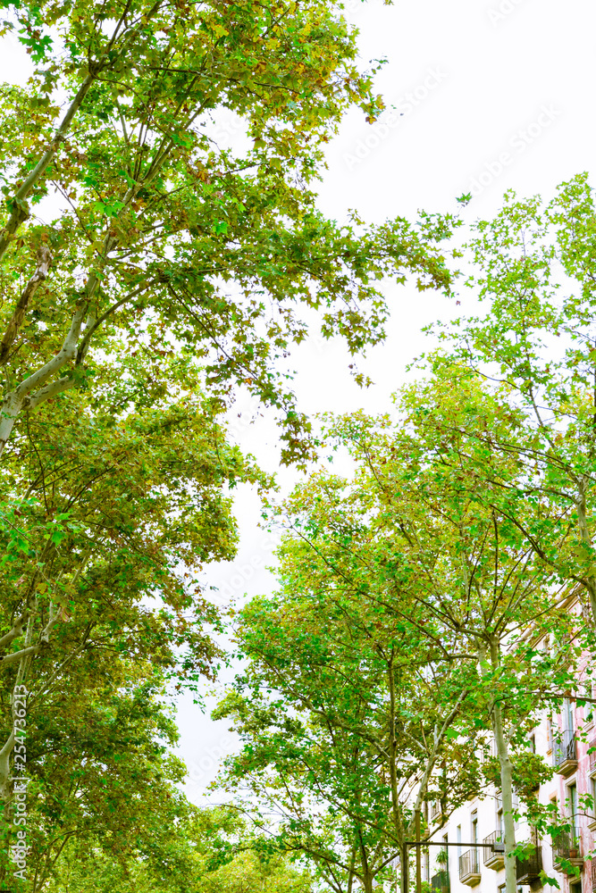 Barcelona, Spain. Trees in the Rambla in summer Barcelona, Spain. Trees in the Rambla in summer