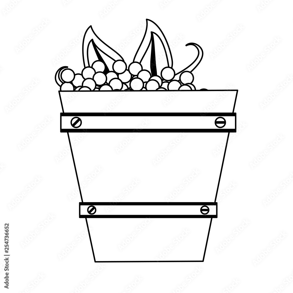 wine grapes in wooden bucket isolated black and white