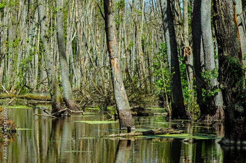 Sumpflandschaft mit Bäumen im Wasser stehend und Reflexionen auf der Wasseroberfläche