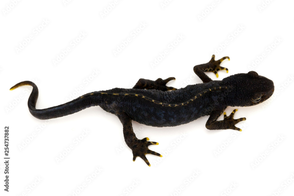Fototapeta premium Bergmolch - Männchen in der Draufsicht freigestellt auf weissem Untergrund