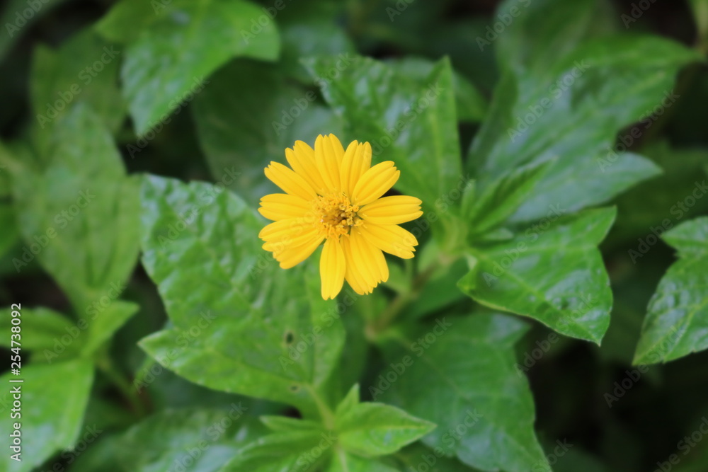 Tiny Yellow Flower Close-up Tiny Yellow Flower Close-up