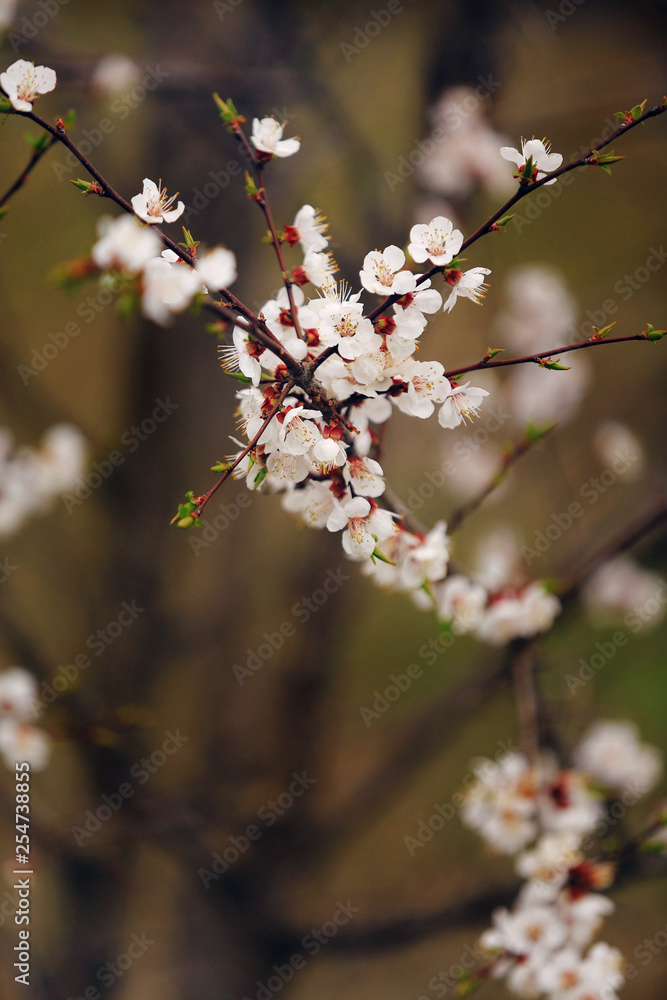 Spring Cherry blossoms, sakura almond pink flowers Spring Cherry blossoms, sakura almond pink flowers