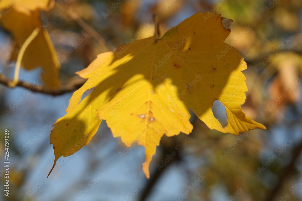 Obraz premium herbst