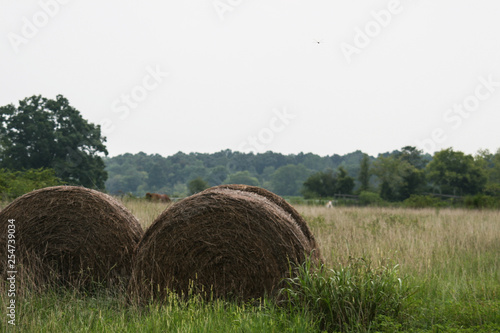 Hay bales beside a field 