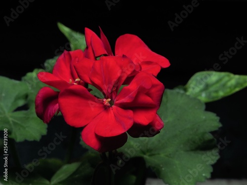 Red flower in the garden