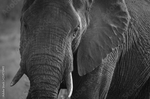 The stunning wrinkles of an elephant close up at Mala Mala Reserve near Johannesburg South Africa