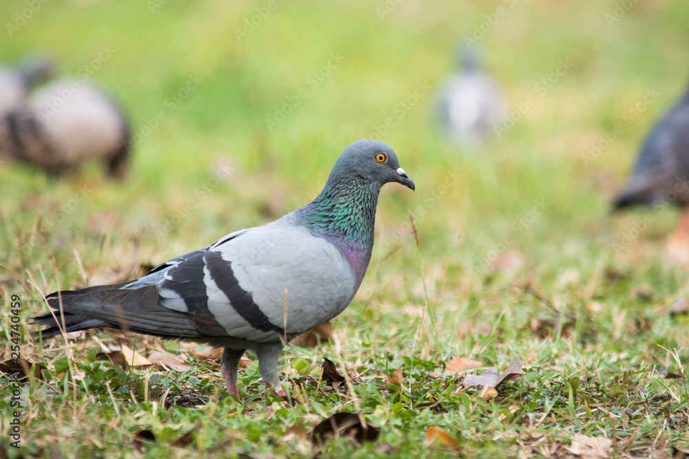 Pigeon on the grass in the park, Rock dove, Portrait of a Pigeon Pigeon on the grass in the park, Rock dove, Portrait of a Pigeon