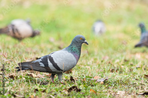 Pigeon on the grass in the park, Rock dove, Portrait of a Pigeon © NORN