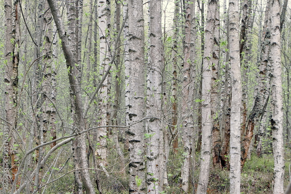 Fototapeta premium Birch trees in the forest in spring. The leaves bloom.